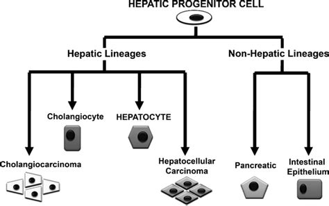 Hepatic progenitor cells | SpringerLink