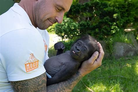 This baby gorilla almost died before a zookeeper held him close. Now he ...