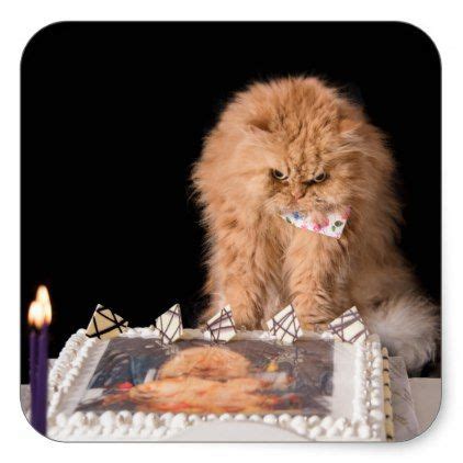 Angry Cat Celebrating Birthday