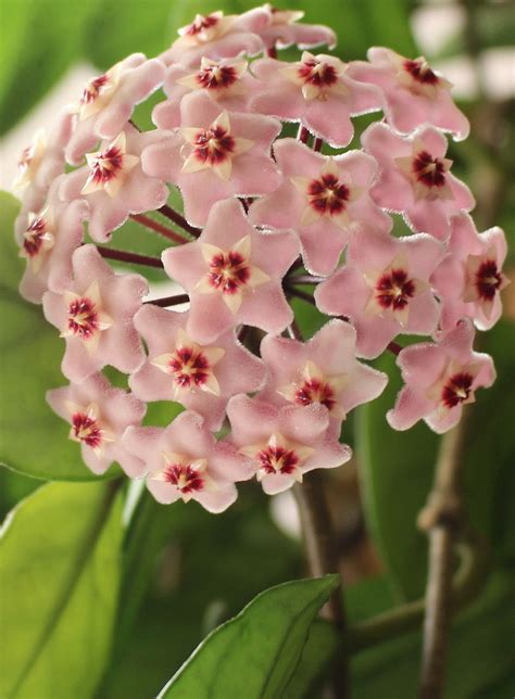 Hoya (Wax Plant) | A to Z Flowers