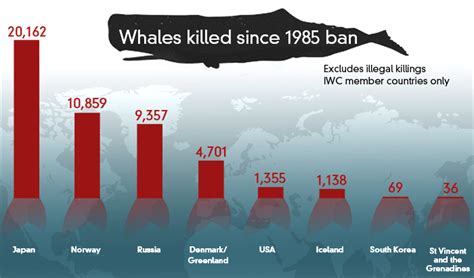 Fact check: how does Japan compare with other whaling nations? - ABC News