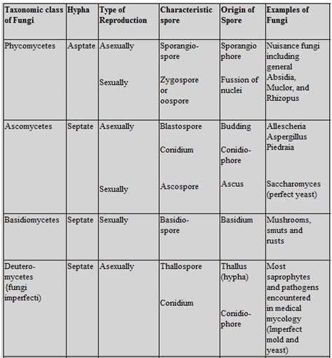 Kingdom Fungi Classification Chart