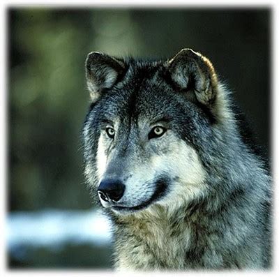 Great Plains Wolf | The Life of Animals