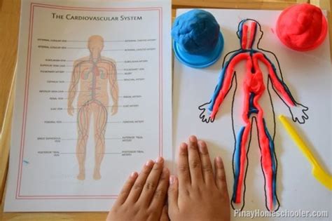 20 Heart and Circulatory System Activities For Kids - WeAreTeachers