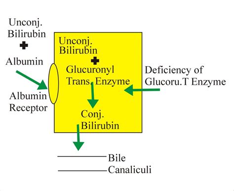 Gilbert’s Syndrome part 1 – Labpedia.net