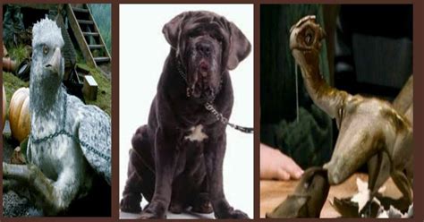 Hagrid's pets || #HPPETS | Harry Potter Amino