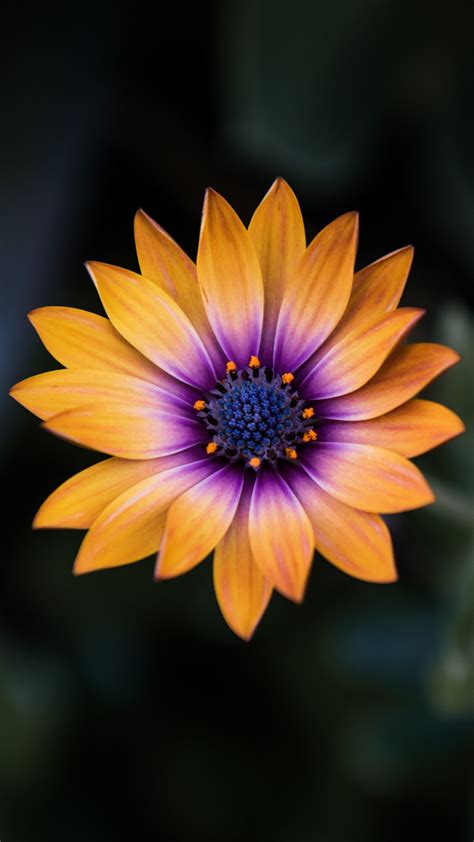 2160x3840 Bright Orange Purple Flower 8k Sony Xperia X,XZ,Z5 Premium ,HD 4k Wallpapers,Images ...