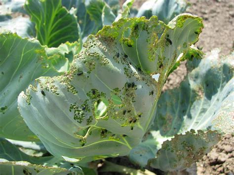 Alert: flea beetles on in brassica crops | Horticulture Week