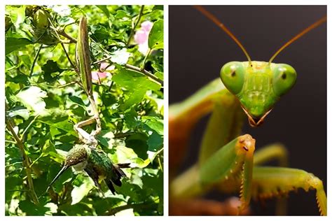 Watch Praying Mantis Feast on Bird in Horrifying Video: 'Brutal to ...