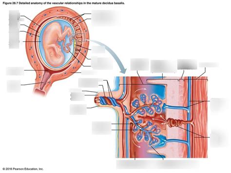 vascular relationships in the mature decidua basalis Diagram | Quizlet