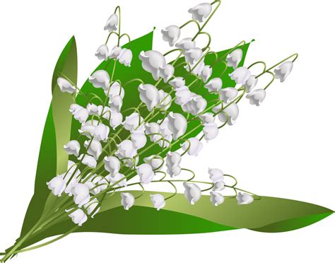 Download Скрапы Автора Rdh - Lily Of The Valley Clipart (#4067758) - PinClipart