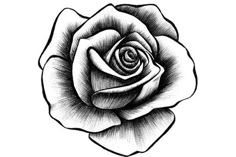 10 Rose Illustrations | Rose drawing tattoo, Roses drawing, Rose illustration