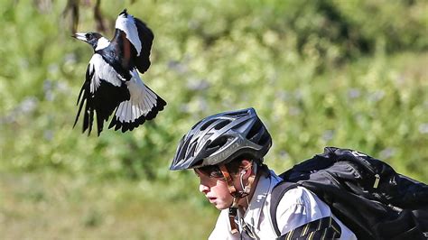 Magpies: Expert reveals how to avoid swooping this Spring | news.com.au ...