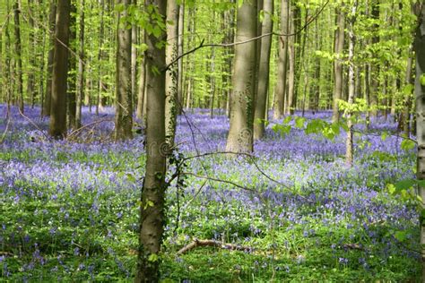 Bluebell forest stock photo. Image of foliage, forestry - 5089952