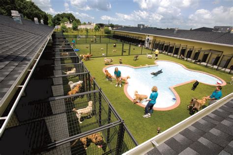 Pet Paradise Resort in 2020 | Dog boarding facility, Dog boarding kennels, Pet paradise