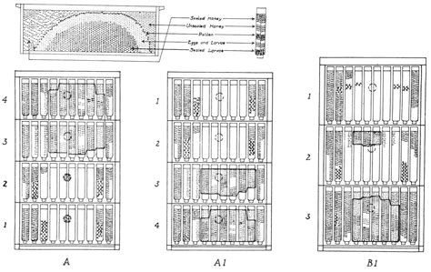 Productive Management of Honey-Bee Colonies – Support Material | Beesource Beekeeping