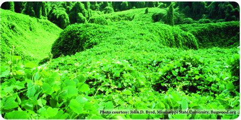 Kudzu | Forestry and Natural Resources