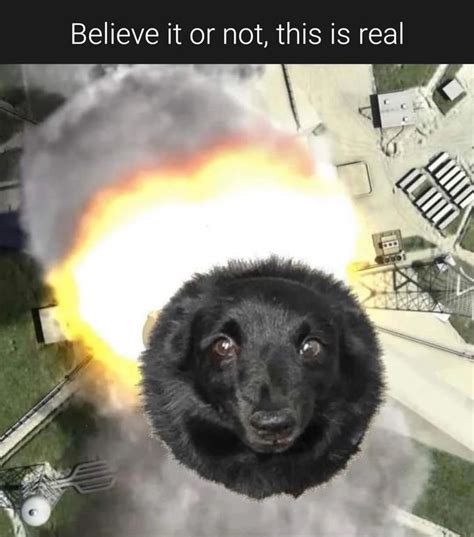 Believe it or not, this is real | Black Circle Dog / Blackhole Ben | Know Your Meme