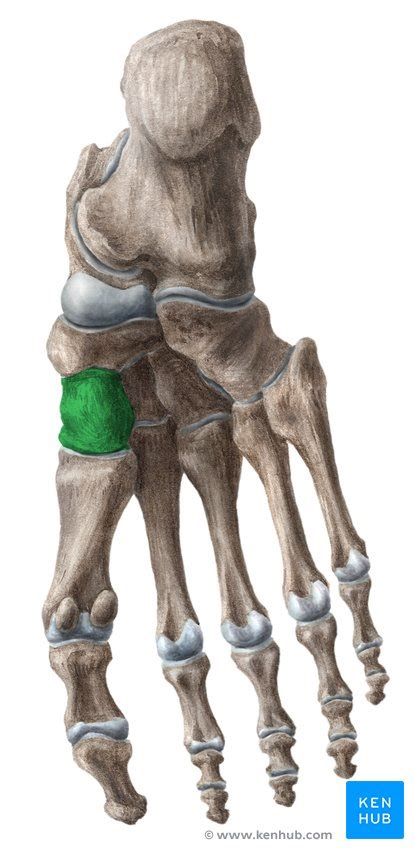 Cuneiform bones: Anatomy and clinical notes | Kenhub