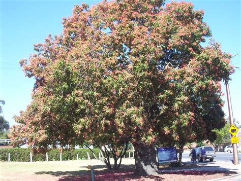 Brachychiton (Kurrajong) species - Mallee Native Plants