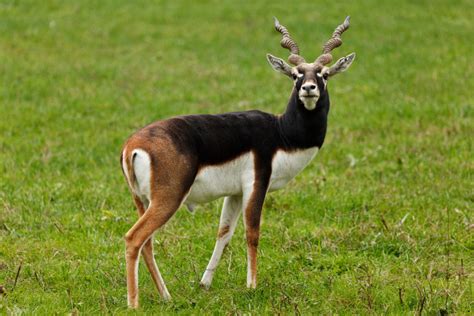 27 Interesting And Weird Facts About Antelopes - Tons Of Facts