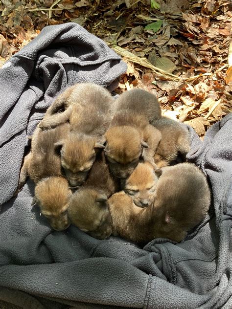 Six Red Wolf Pups Born in North Carolina