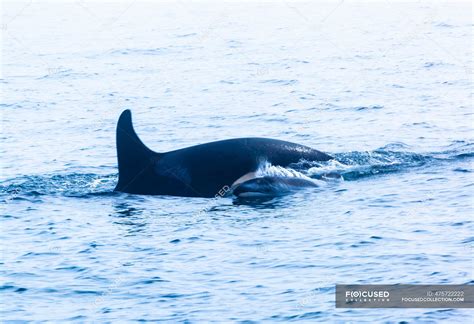 Mother and Baby Orca swimming in ocean, Canada — no people, two animals ...