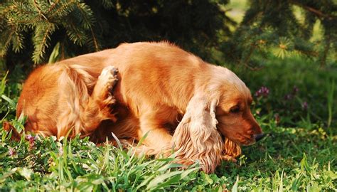 Seborrhea In Dogs | FOTP