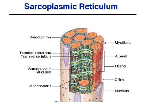 Human Physiology - Muscle