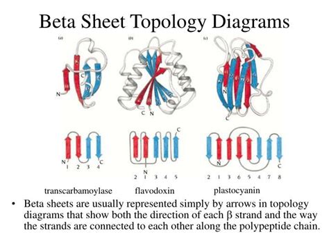 PPT - Secondary Structure Motifs of Proteins PowerPoint Presentation ...