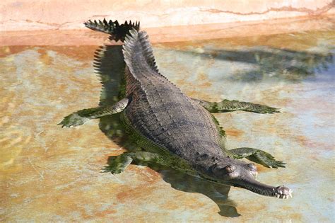 Facts about the Gharial