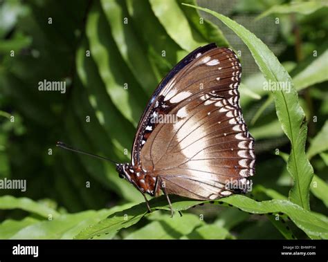 Australian Butterfly Sanctuary, Kuranda Stock Photo - Alamy