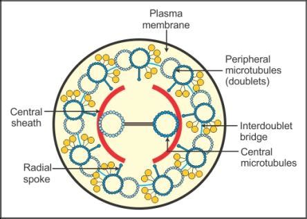 Cytoskeleton Cilia And Flagella - ndrian106