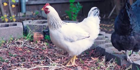 Delaware Chicken: Breed Eggs, Size, Color, Care, and Pictures