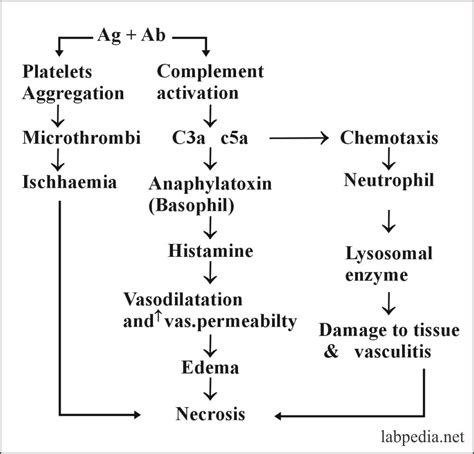 Chapter 13: Hypersensitivity Reaction Type III, Immune Complex Disease ...