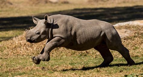 PHOTOS: Baby Animals from Taronga Western Plains Zoo - Animal Fact Guide