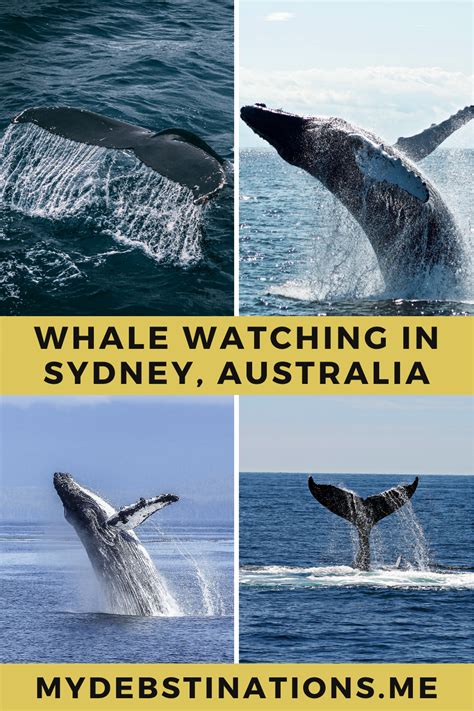 Whale Watching in Sydney: Kamay Botany Bay National Park | Whale watching, Whale, Botany bay