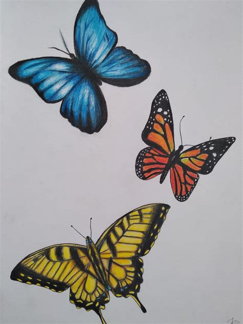 Butterfly Color Pencil Drawing Ideas - img-Abidemi