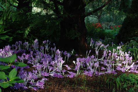 Lifestyle Garden: Using Fall Blooming Crocus and Autumn Crocus