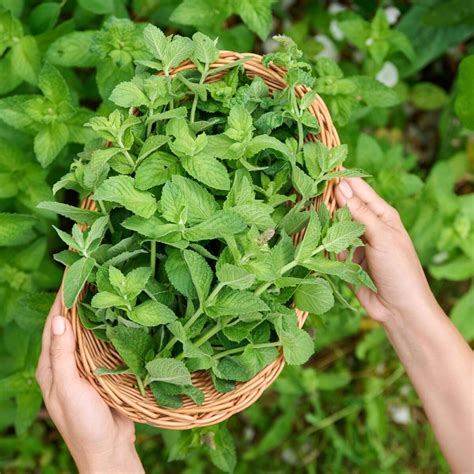 How to Store Mint: Storing, Drying, and Freezing | Montana Happy