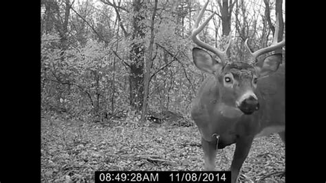 8-pt. Whitetail Deer Buck Close Up on Trail Camera - YouTube