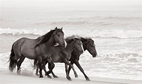 Artist Q&A: Photographer Drew Doggett's Sable Island Series