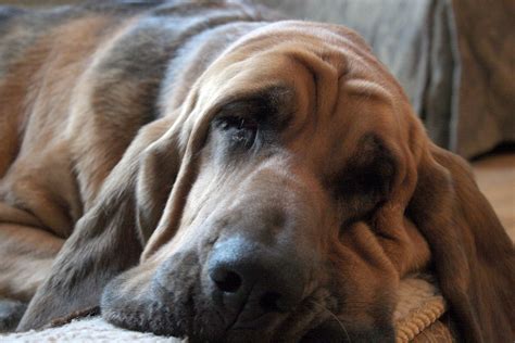 Bloodhound Dog Breed » Information, Pictures, & More