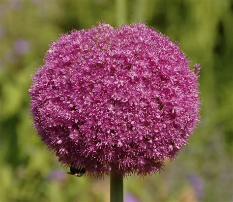 Allium flower wallpaper |hd wallpapers|widescreen desktop backgrounds ...