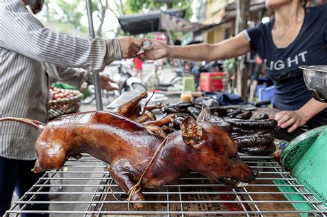 New Investigation: Inside Vietnam's Dog Meat Trade And Wet Markets