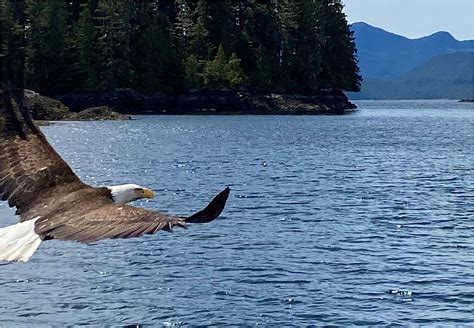 Ketchikan Wildlife, Sightseeing and Whale Watching Tour | Alaska Shore Excursions