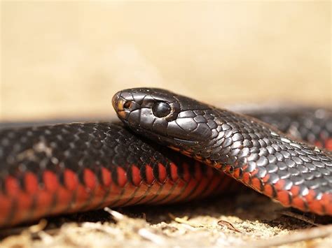 The Red-Bellied Black Snake - venomous | Australian Native Wildlife