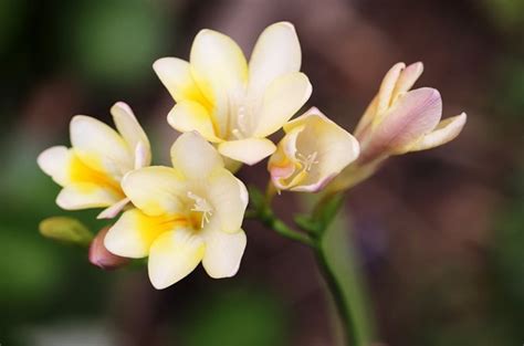 Freesia Flower Meaning In Marathi | Best Flower Site