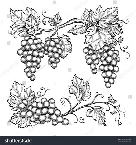 Резултат с изображение за grape art branches | Vine drawing, Grape ...