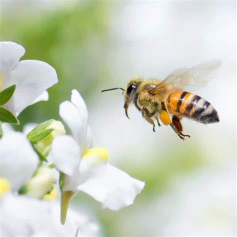 Are Bees Endangered? · ExtermPRO